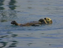 Fond d'écran Les Animaux marins - La loutre de mer