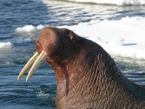 Fond d'écran Les Animaux marins - Le morse