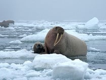 Fond d'écran Les Animaux marins - Deux morses sur la banquise