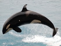 Fond d'écran Les Animaux marins - L'orque