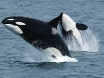 Fond d'écran Les Animaux marins - Duo d'orques
