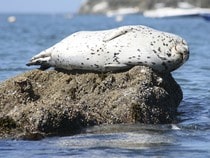 Fond d'écran Les Animaux marins - Un phoque sur une pierre