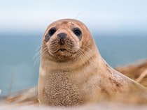 Fond d'écran Les Animaux marins - Un phoque