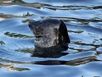 Fond d'écran Les Animaux marins - Le phoque