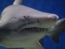 Fond d'écran Les Animaux marins - Tête de requin