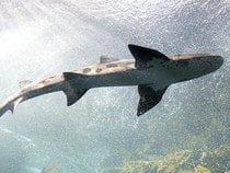 Fond d'écran Les Animaux marins - Le requin-tigre