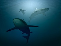 Fond d'écran Les Animaux marins - Des requins