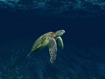 Fond d'écran Les Animaux marins - Une tortue marine