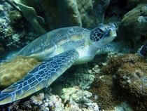 Fond d'écran Les Animaux marins - La tortue