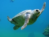 Fond d'écran Les Animaux marins - Tortue qui nage