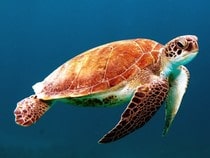 Fond d'écran Les Animaux marins - La tortue rouge