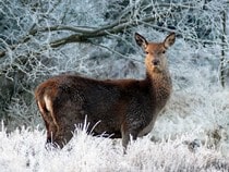 Fond d'écran Animaux de Noël - Un cerf en hiver