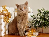 Fond d'écran Animaux de Noël - Chat Chartreux et cadeaux de Noël