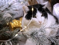 Fond d'écran Animaux de Noël - Chat sous le sapin de Noël