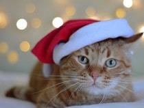 Fond d'écran Animaux de Noël - Chat roux et son bonnet