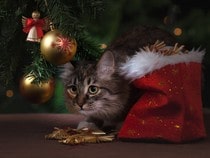 Fond d'écran Animaux de Noël - Chaton tigré sous le sapin