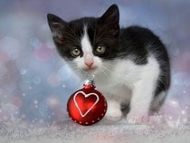 Fond d'écran Animaux de Noël - Chaton noir et blanc avec une boule