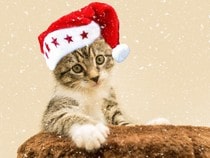 Fond d'écran Animaux de Noël - Mignon chaton de Noël