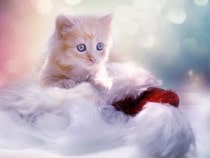 Fond d'écran Animaux de Noël - Chaton roux et bonnet de Noël