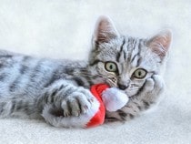 Fond d'écran Animaux de Noël - Chaton tigré et son bonnet de Noël