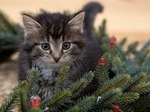 Fond d'écran Animaux de Noël - Chaton tigré