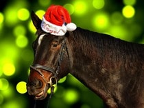 Fond d'écran Animaux de Noël - Cheval avec un bonnet