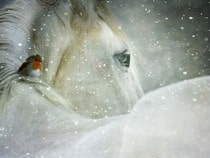 Fond d'écran Animaux de Noël - Cheval blanc et rouge-gorge sous la neige