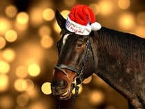 Fond d'écran Animaux de Noël - Cheval avec un bonnet de Noël