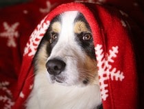 Fond d'écran Animaux de Noël - Chien et son écharpe