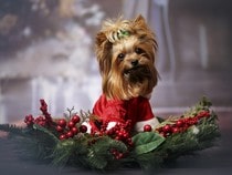 Fond d'écran Animaux de Noël - Chien Yorkshire et déco de Noël