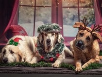 Fond d'écran Animaux de Noël - Chiens de Noël