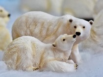 Fond d'écran Animaux de Noël - Famille d'ours blancs