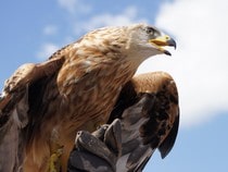 Fond d'écran Les Oiseaux - Un aigle