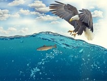 Fond d'écran Les Oiseaux - Un aigle attrapant un poisson