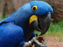 Fond d'écran Les Oiseaux - Un ara bleu