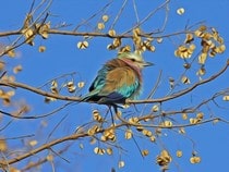 Fond d'écran Les Oiseaux - Un oiseau Rollier d'Europe sur une branche