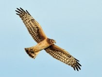 Fond d'écran Les Oiseaux - Un Busard Saint Martin