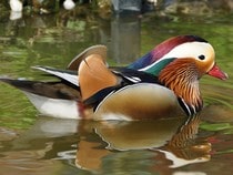 Fond d'écran Les Oiseaux - Un canard mandarin