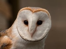 Fond d'écran Les Oiseaux - Une chouette-effraie