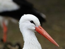 Fond d'écran Les Oiseaux - Une cigogne