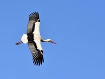 Fond d'écran Les Oiseaux - Une cigogne en vol