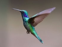 Fond d'écran Les Oiseaux - Un colibri en vol