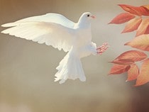 Fond d'écran Les Oiseaux - Une colombe blanche