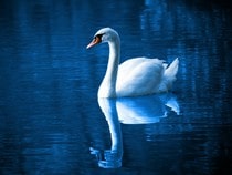 Fond d'écran Les Oiseaux - Un cygne sur l'eau