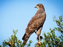 Fond d'écran Les Oiseaux - Un faucon