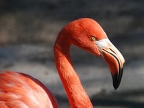 Fond d'écran Les Oiseaux - Un flamand rose