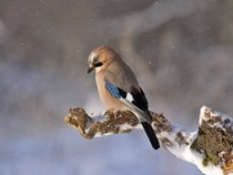 Fond d'écran Les Oiseaux - Un geai des chênes