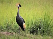 Fond d'écran Les Oiseaux - Une grue à crête d'Afrique