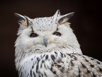 Fond d'écran Les Oiseaux - Un hibou blanc