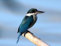 Fond d'écran Les Oiseaux - Un Martin-pêcheur